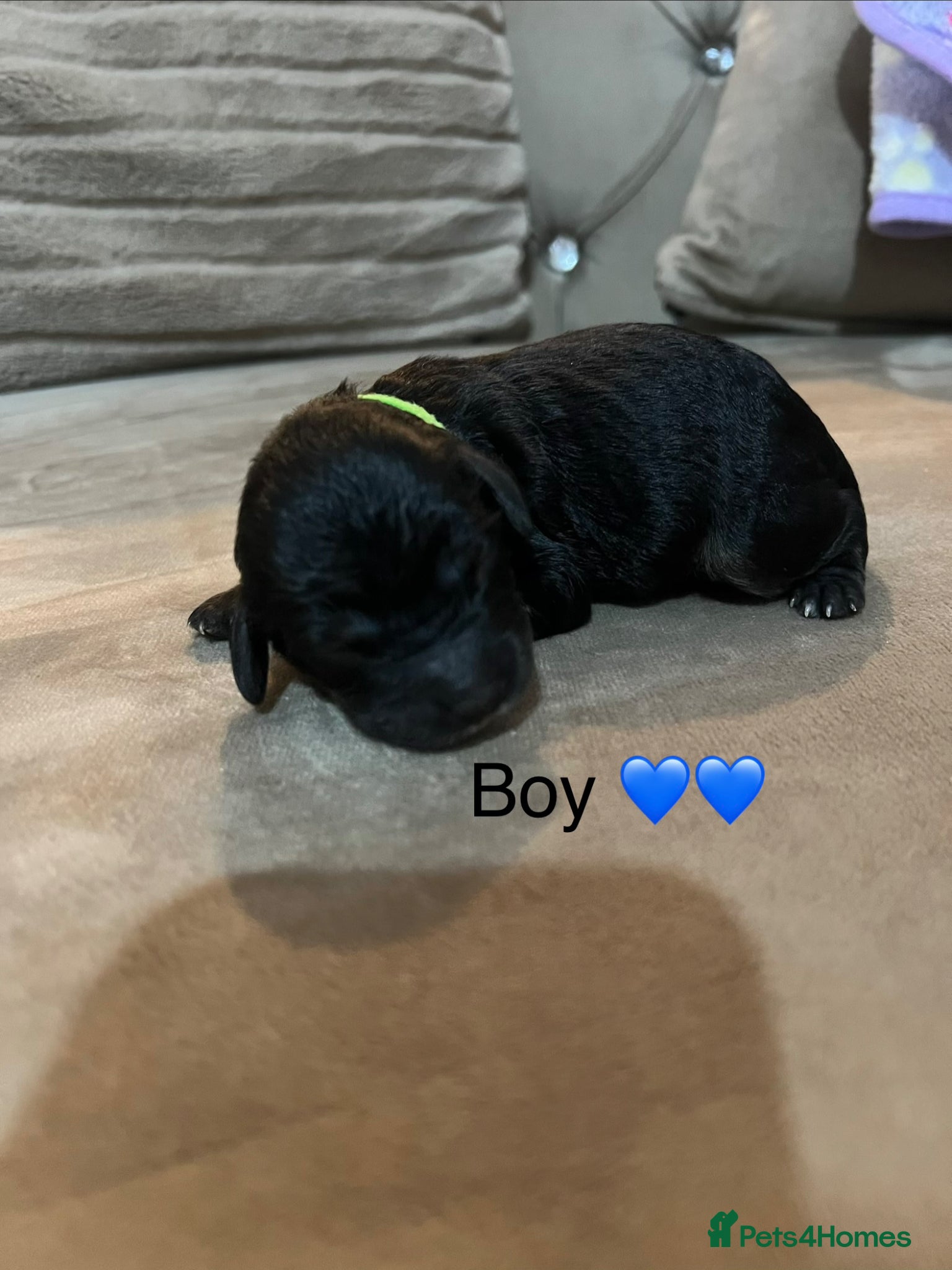 Cavapoo dogs for sale: 5 beautiful cavapoos ready in July 🐶🐶 - Advert 16