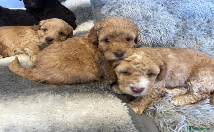 Cockapoo dogs - Advert 5