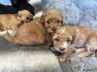 Cockapoo dogs - Advert 6