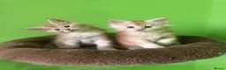 Maine Coon cats for sale: Fife registered, red silver Maine coon kittens  - Advert 9