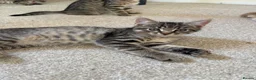 Mixed Breed cats for sale: 4 gorgeous striped black / grey tabby kittens - Advert 4