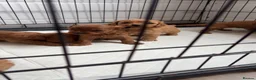Cavapoo dogs for sale: Cavapoo puppies  - Advert 8