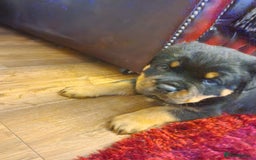 Rottweiler dogs for sale: Rottweiler Puppies - Image 2