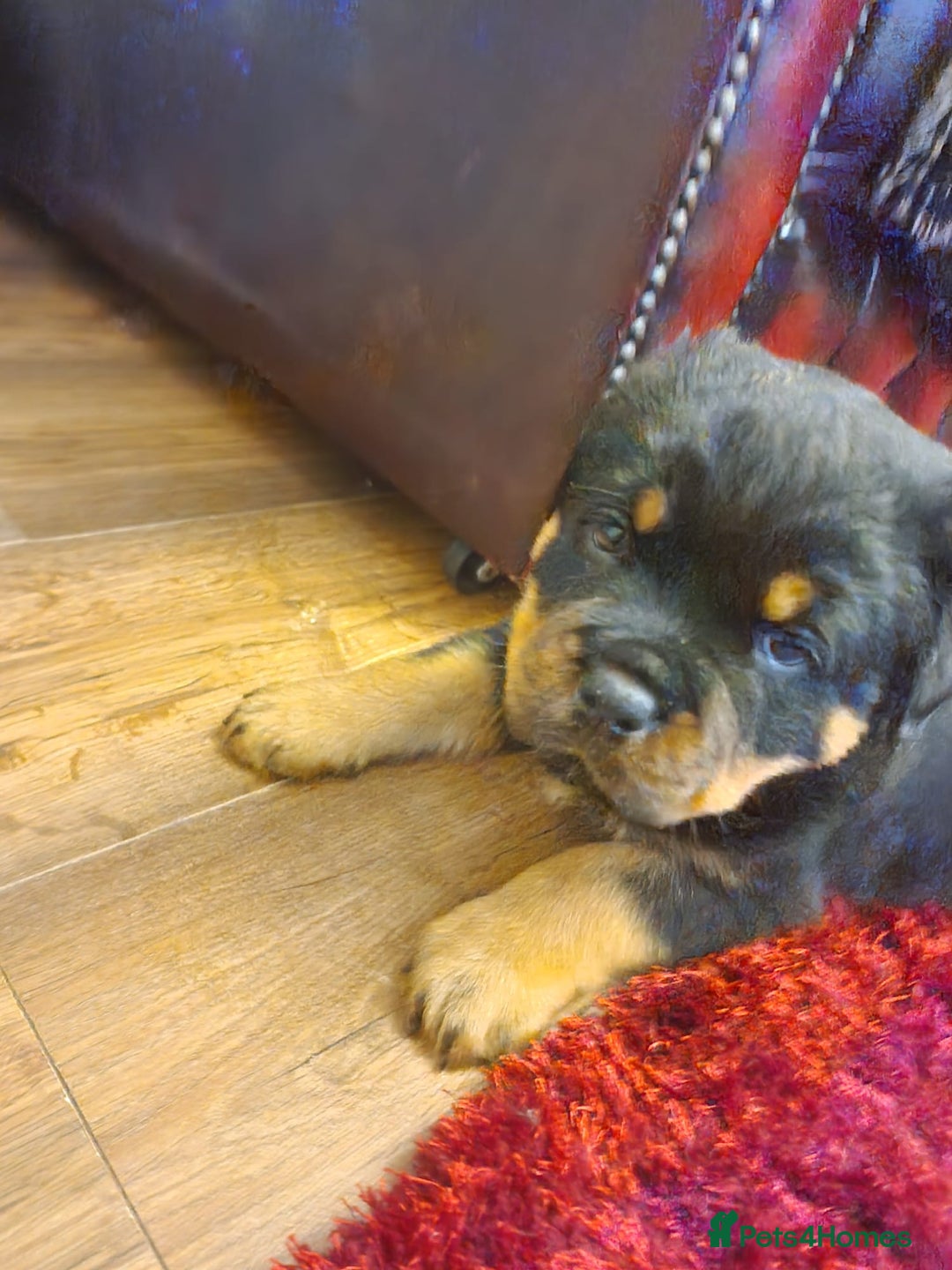 Rottweiler dogs for sale: Rottweiler Puppies - Image 2