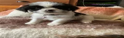 Malshi dogs for sale: 5 Beautiful Malshi Puppies - Maltese x Shih tzu in Chesterfield - Advert 6