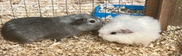 Guinea Pig rodents for sale: Texel, Lunkarya and Swiss boys available - Advert 7
