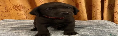 Labrador Retriever 1