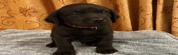 Labrador Retriever dogs for sale: Small Working Black Labrador Puppy - Health Tested - Advert 5