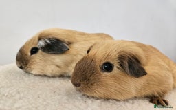 Guinea Pig rodents for sale: Pair of pet californian guinea pigs female SOLD - Image 6