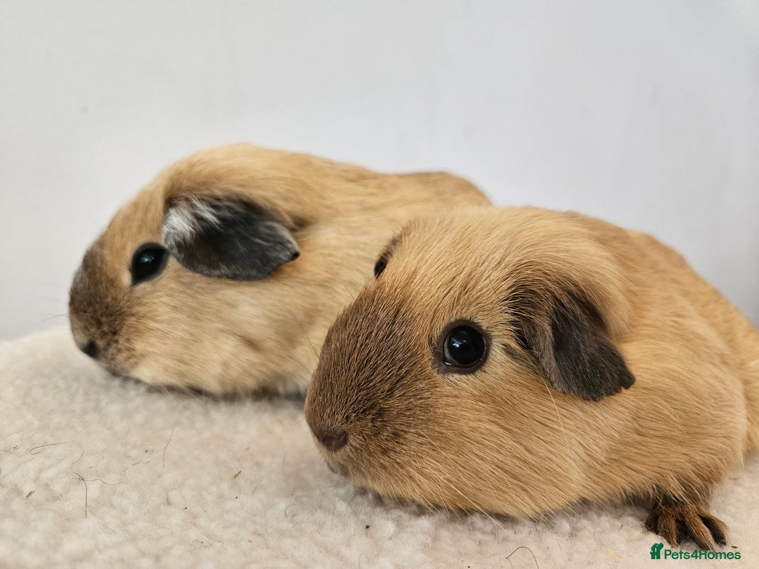 Guinea Pig rodents for sale: Pair of pet californian guinea pigs female SOLD - Image 6