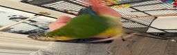 Conures birds for sale: Red factor, yellow sided pineapple conure - Advert 27