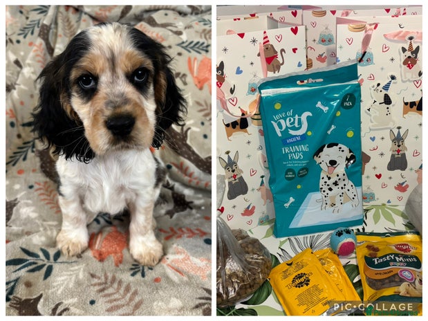 Cocker Spaniel dogs Pedigree Show Cocker Spaniel Puppies - Advert 10