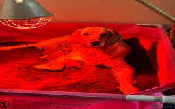 Goldendoodle dogs for sale: 🌟F1B Standard Goldendoodle Puppies in Merthyr Tydfil - Image 26