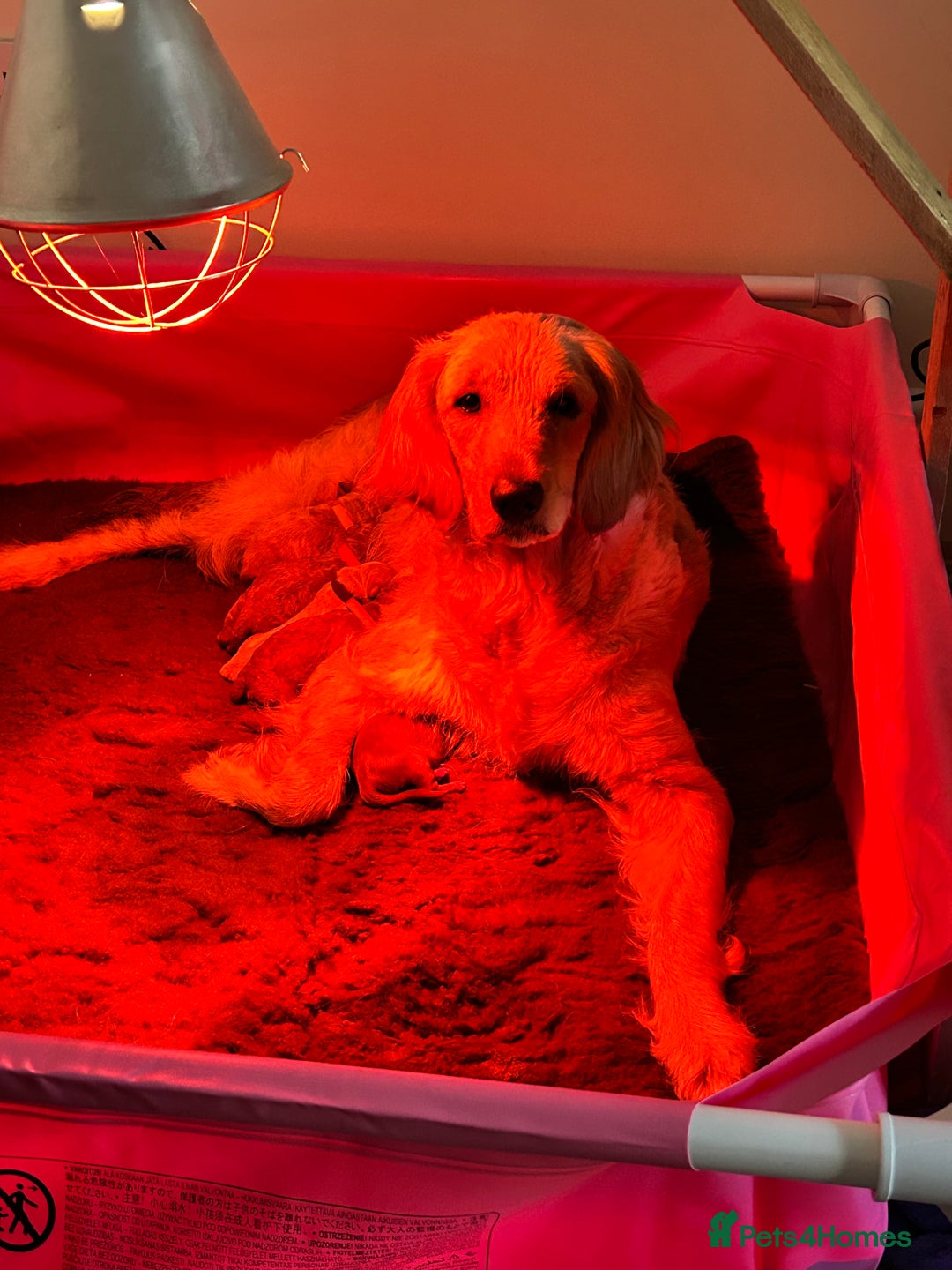 Goldendoodle dogs for sale: 🌟F1B Standard Goldendoodle Puppies in Merthyr Tydfil - Image 26