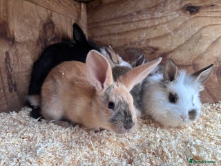Mixed Breed rabbits Baby English Spot x Lionhead Rabbits For Sale - Advert 5