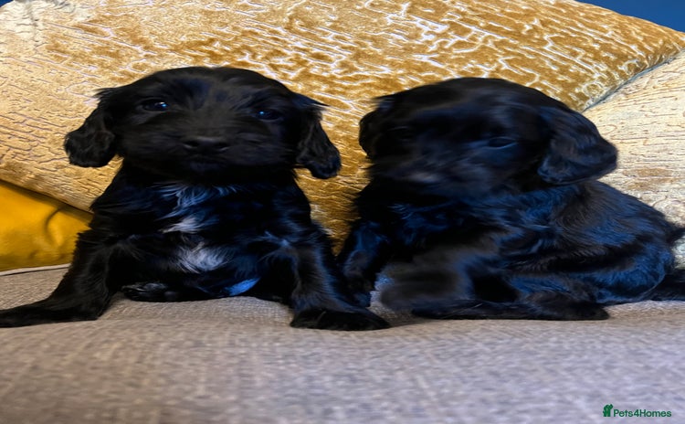 Cockapoo dogs - Advert 1