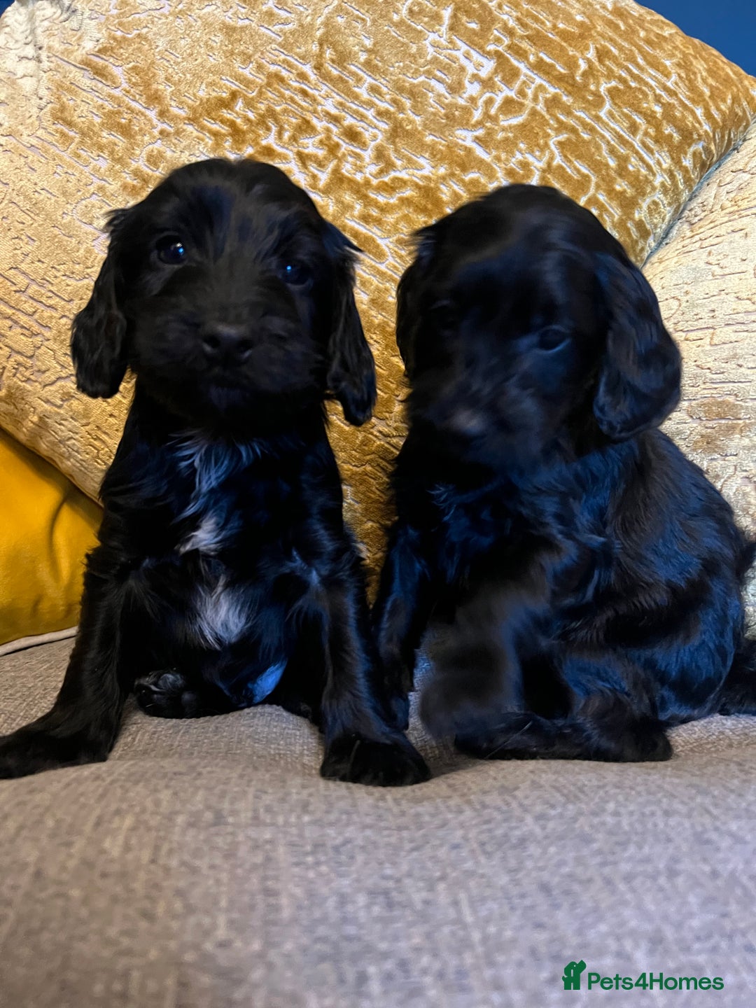 Cockapoo dogs for sale: F1 Cockapoo puppies boys - Image 1