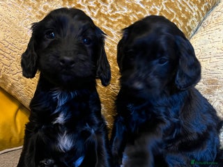 Cockapoo dogs - Advert 3