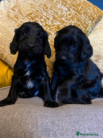 Cockapoo dogs - Advert 1