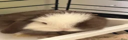 Mini Lop rabbits for sale: Mini lops-raised indoors-vaccinated  - Advert 3