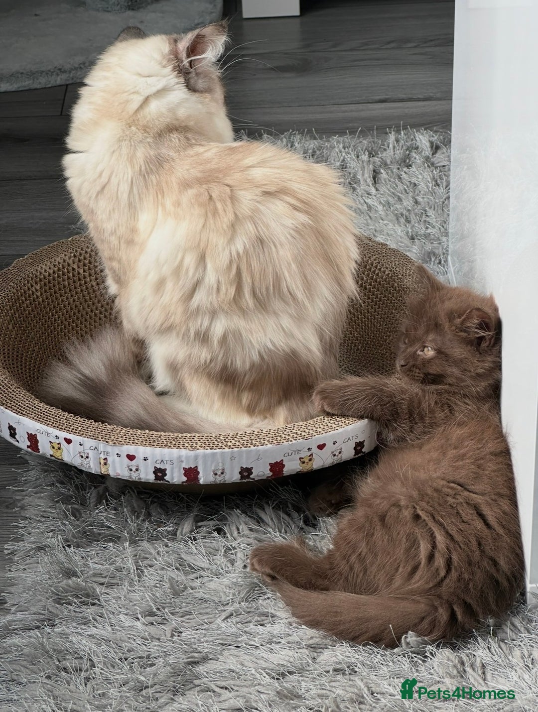 Mixed Breed cats for sale: BSH Ragdoll mix kittens - Advert 3