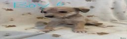 Mixed Breed dogs for sale: BEDLINGTON WHIPPET  - Advert 6