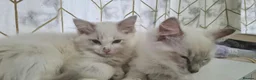Ragdoll cats for sale: Two Beautiful Ragdoll Kittens Available Now! in Taunton - Advert 2