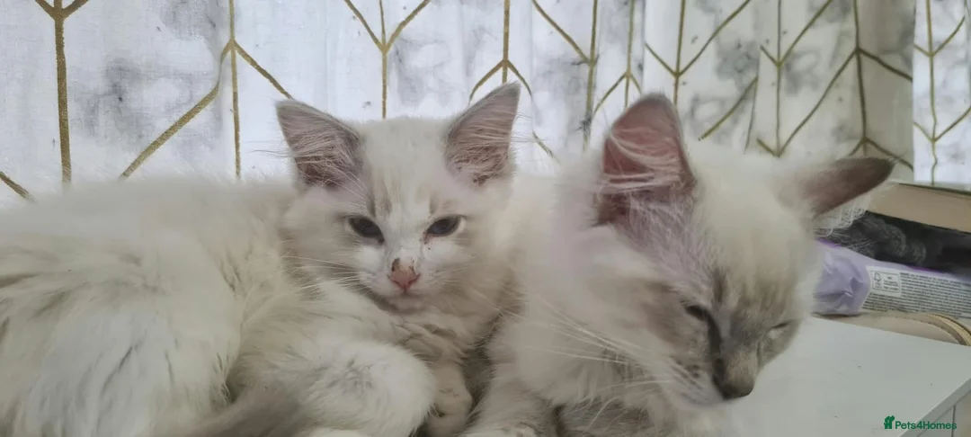 Ragdoll cats for sale: Two Beautiful Ragdoll Kittens Available Now! in Taunton - Advert 2