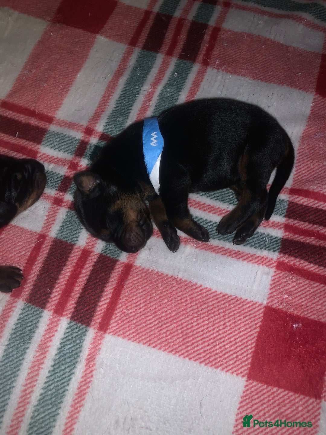 Dobermann dogs for sale: 🏆Supreme Dobermanns - Where Excellence Begins 🏆 - Image 15