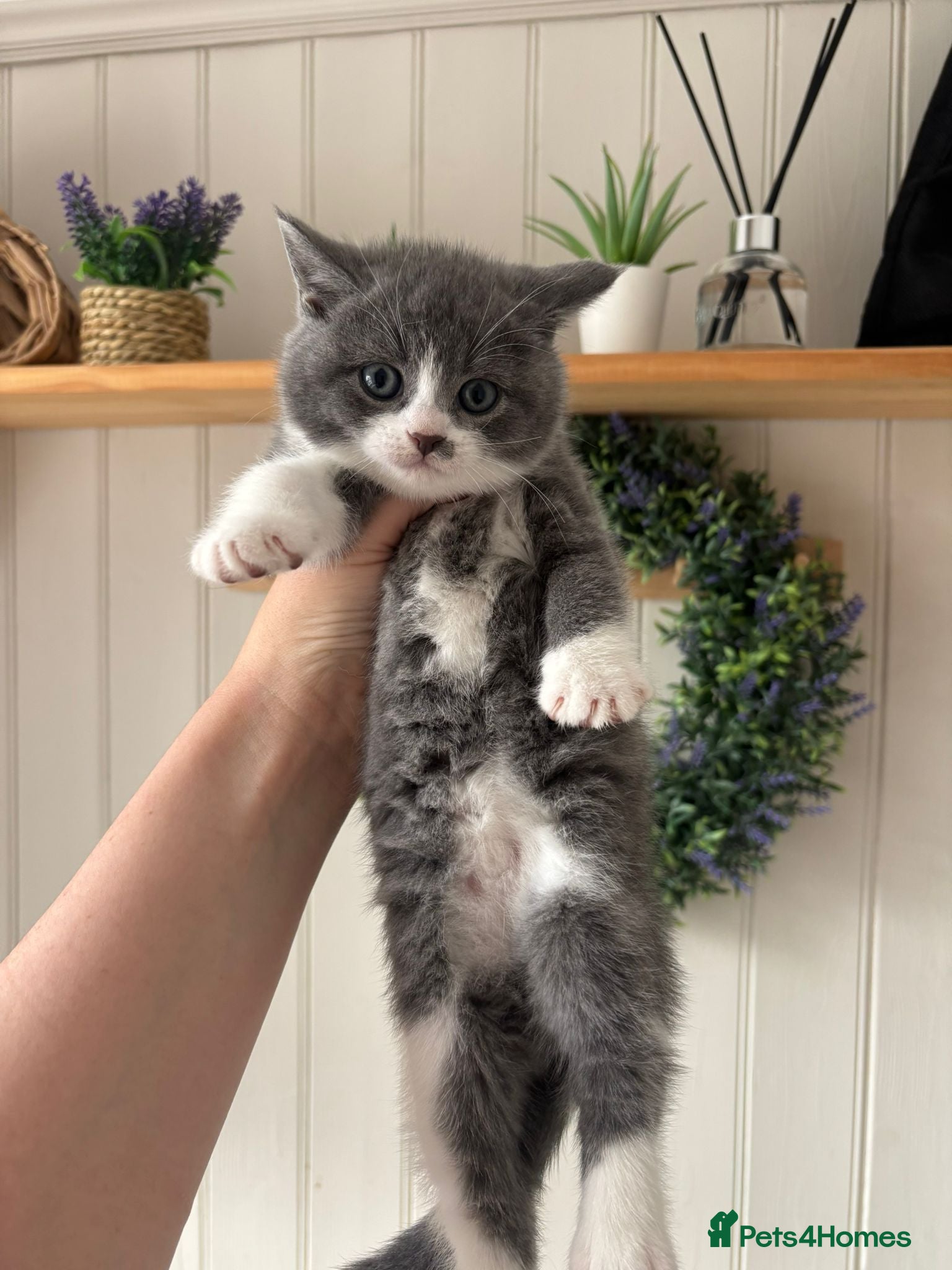 British Shorthair cats 1 Beautiful Short Haired Girl Left - Advert 18