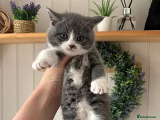 British Shorthair cats 1 Beautiful Short Haired Girl Left - Advert 2