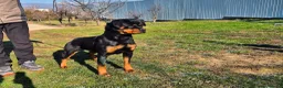 Rottweiler dogs for sale: Rottweiler  - Advert 3