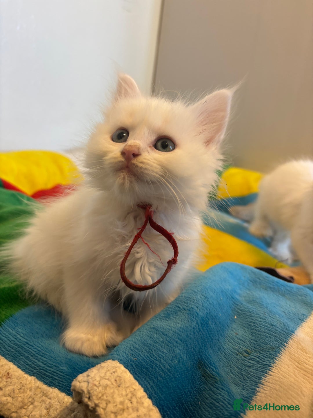 Maine Coon cats for sale: MAINE COON KITTENS SOME POLYDACTYL  - Image 6