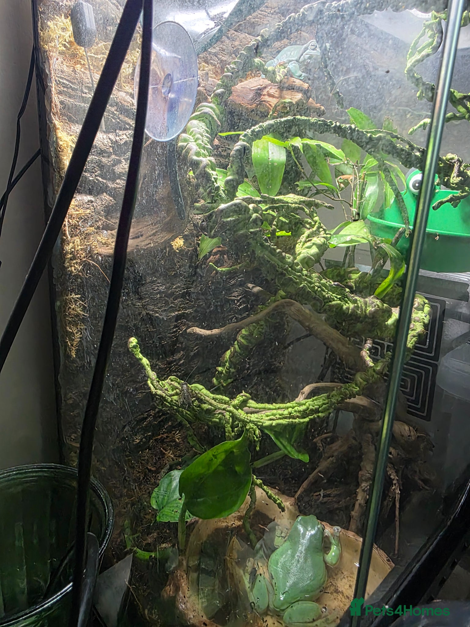 Frog reptiles for sale: Pair of Whites tree frogs & setup in Huddersfield - Advert 6
