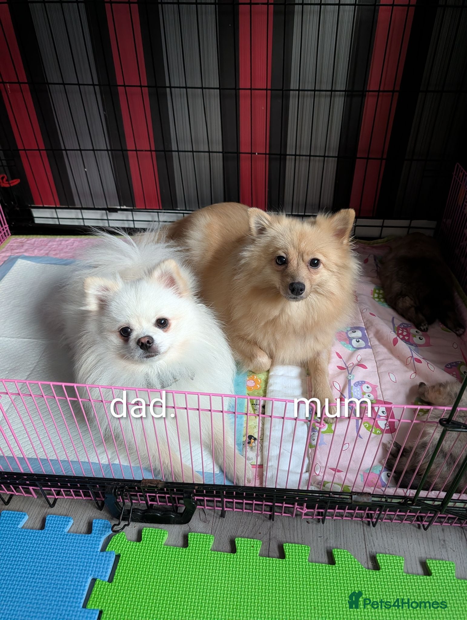 Pomeranian dogs Pomeranian puppies for sale - Advert 13
