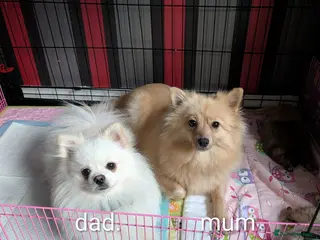 Pomeranian dogs Pomeranian puppies for sale - Advert 13
