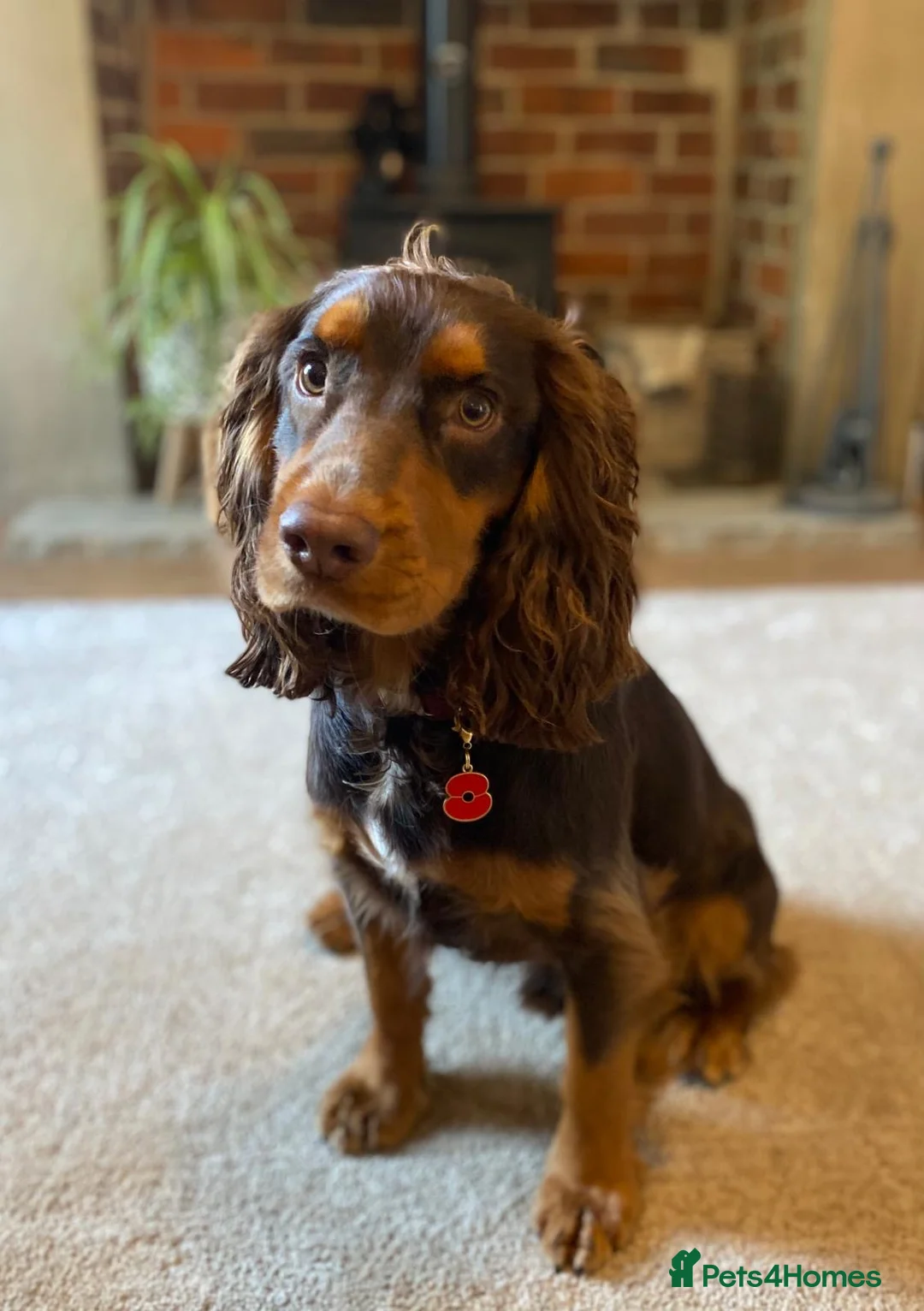 Cocker Spaniel dogs for stud: Working Cocker spaniel at stud - Advert 15