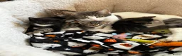 Domestic Shorthair cats for sale: Tuxedo male kitten 🐈‍⬛  - Advert 12