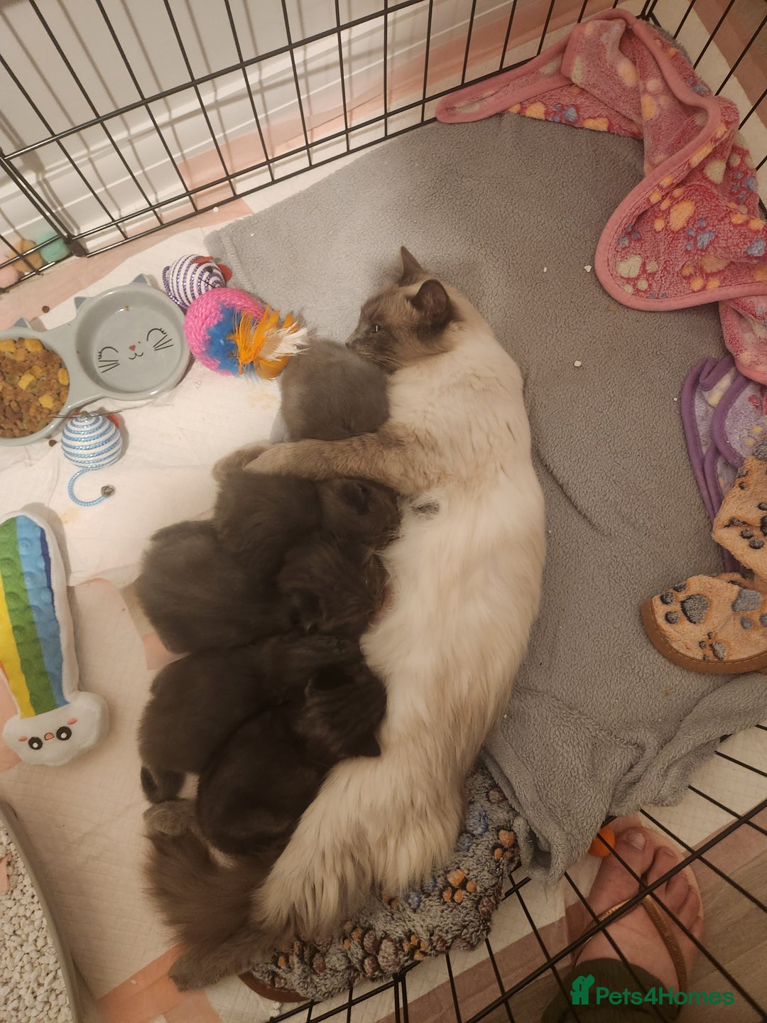 British Shorthair cats for sale: British Shorthair and Ragdoll mix - Image 7