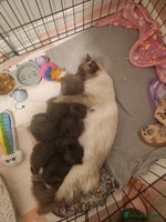 British Shorthair cats - Advert 2