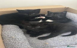 Mixed Breed cats for sale: Beautiful kittens available  - Image 6