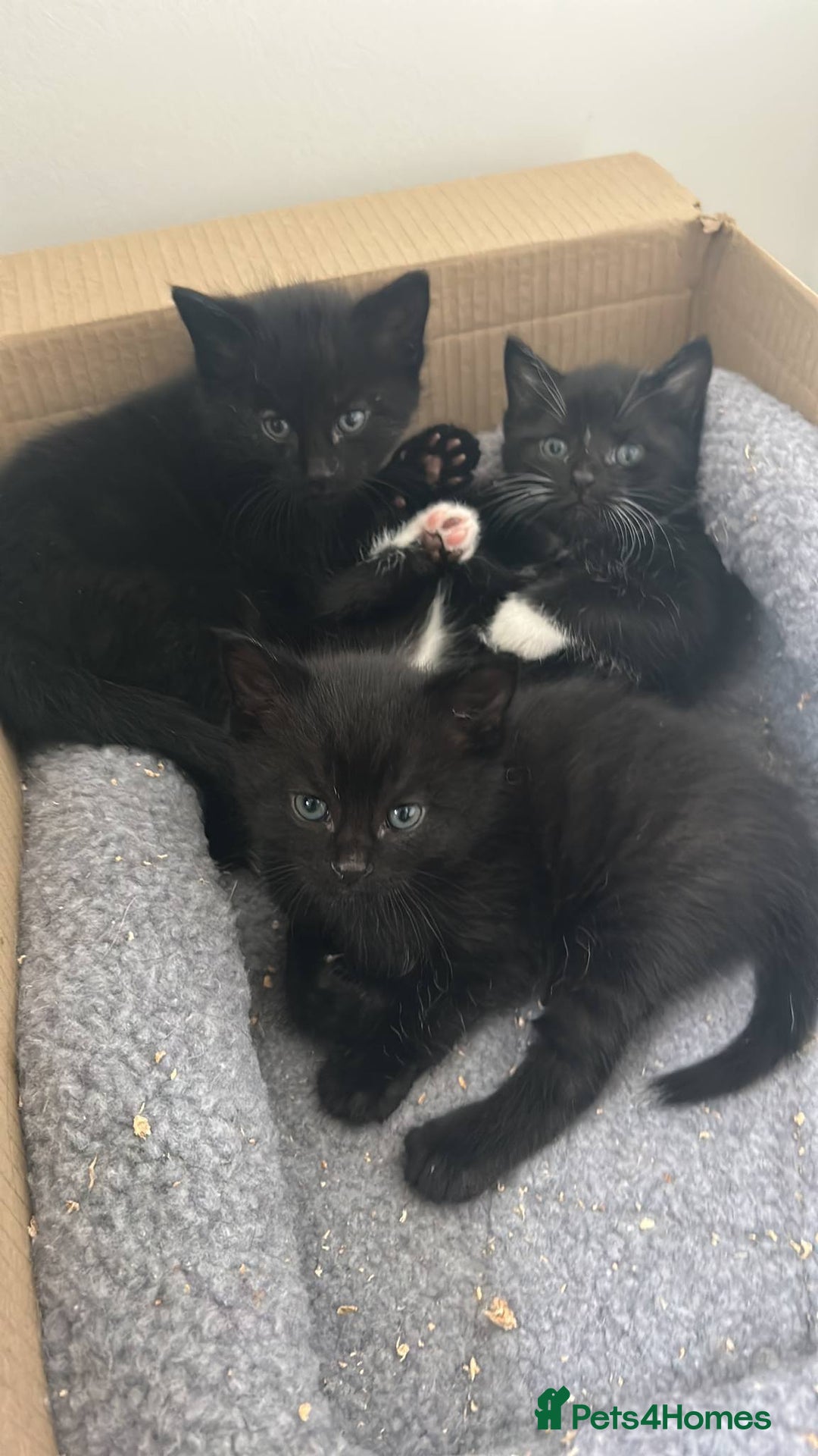 Mixed Breed cats for sale: Beautiful kittens available  - Image 6