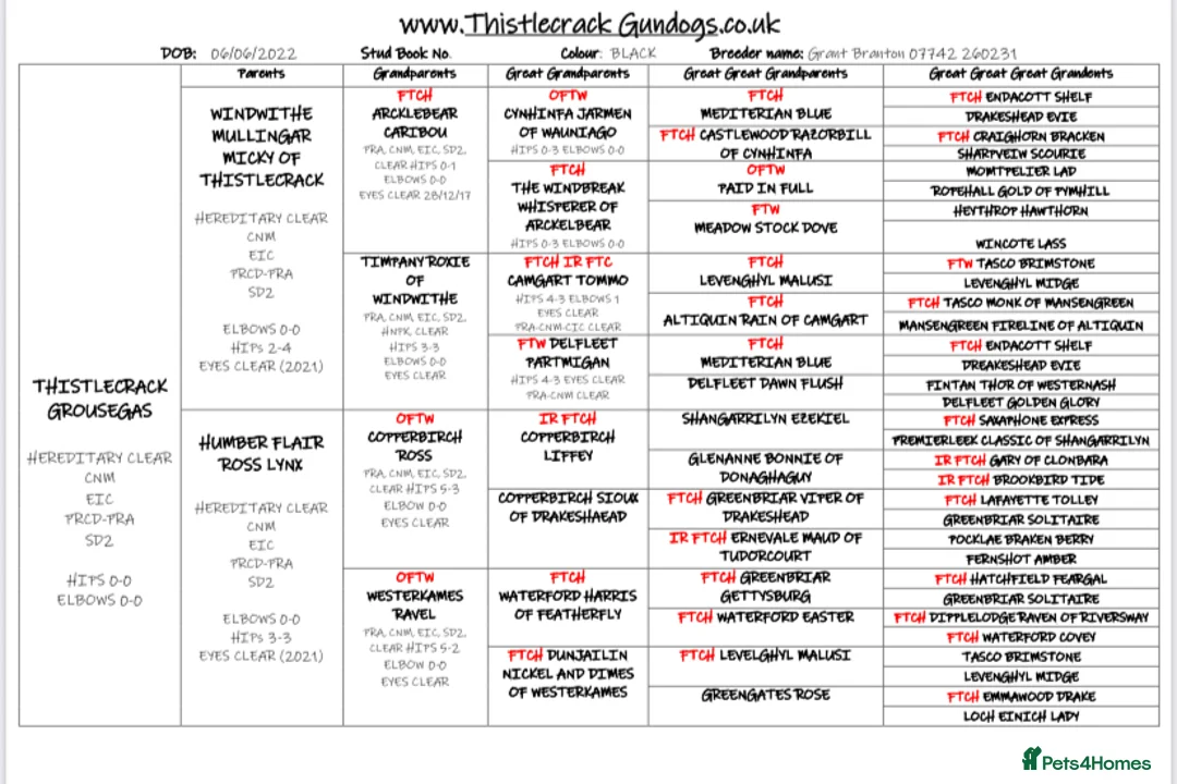 Labrador Retriever dogs for stud: At Stud Thistlecrack Grousegas Hip 0-0 Elbows 0-0 in Lymington - Advert 6