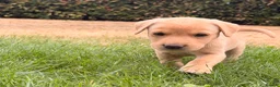 Labrador Retriever dogs for sale: Working Labrador Puppies – KC Registered in Shrewsbury - Advert 8