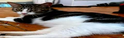 Mixed Breed cats for sale: Kittens Are Looking for a New Loving Home  - Advert 1