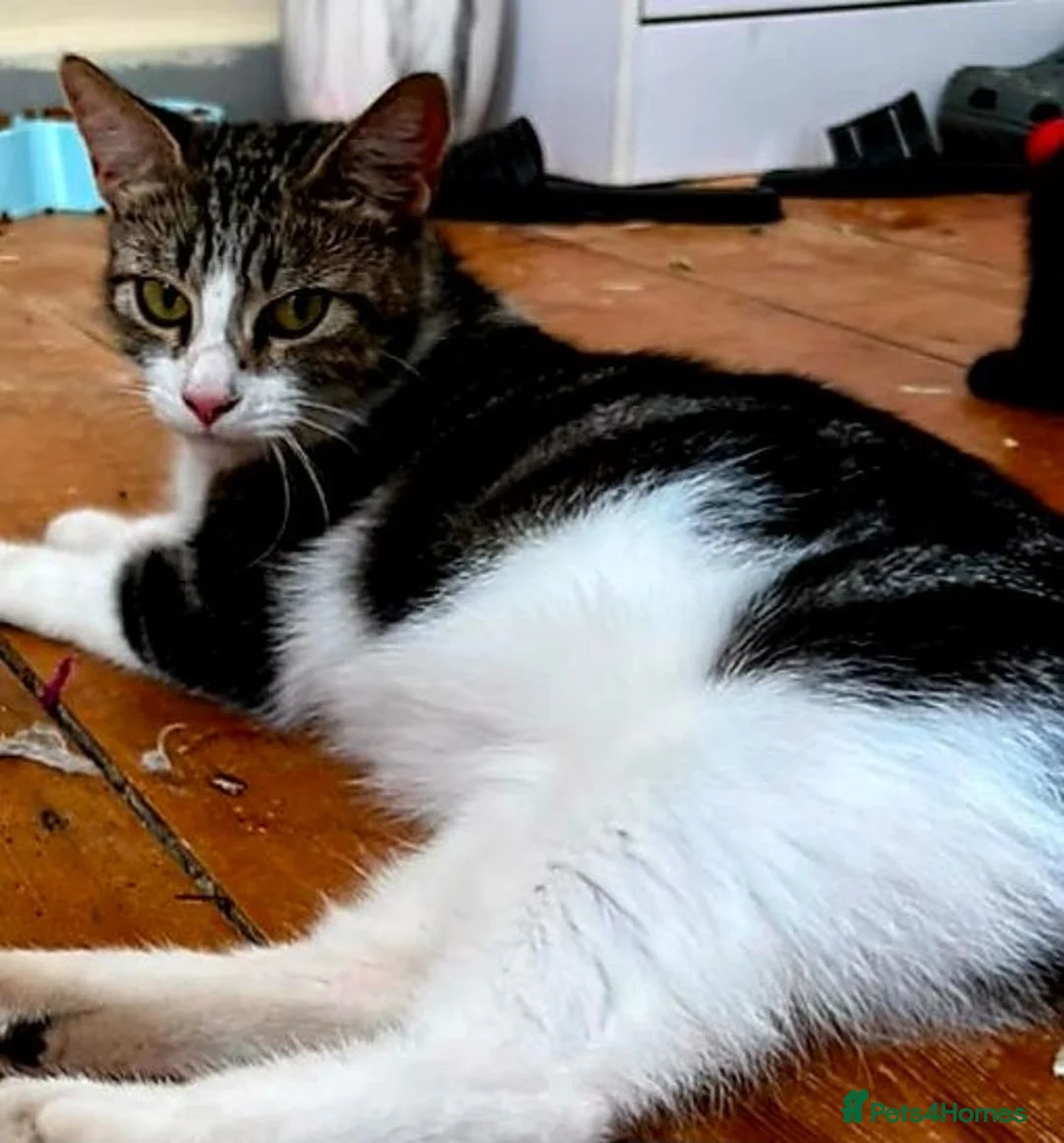Mixed Breed cats for sale: Kittens Are Looking for a New Loving Home  - Advert 1