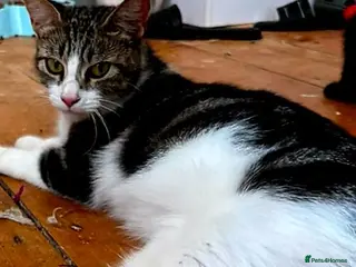Mixed Breed cats Kittens Are Looking for a New Loving Home - Advert 1