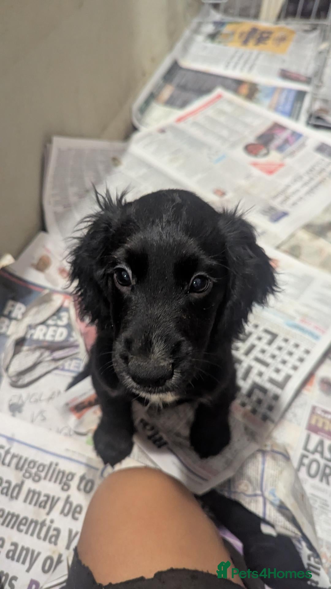 Cocker Spaniel dogs 2 georgous black cocker spaniel puppies  - Advert 1