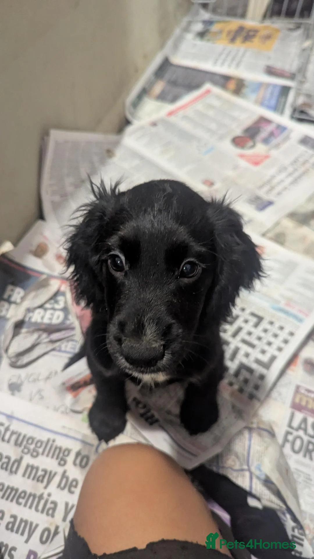 Cocker Spaniel dogs for sale: 2 georgous black cocker spaniel puppies  - Advert 1