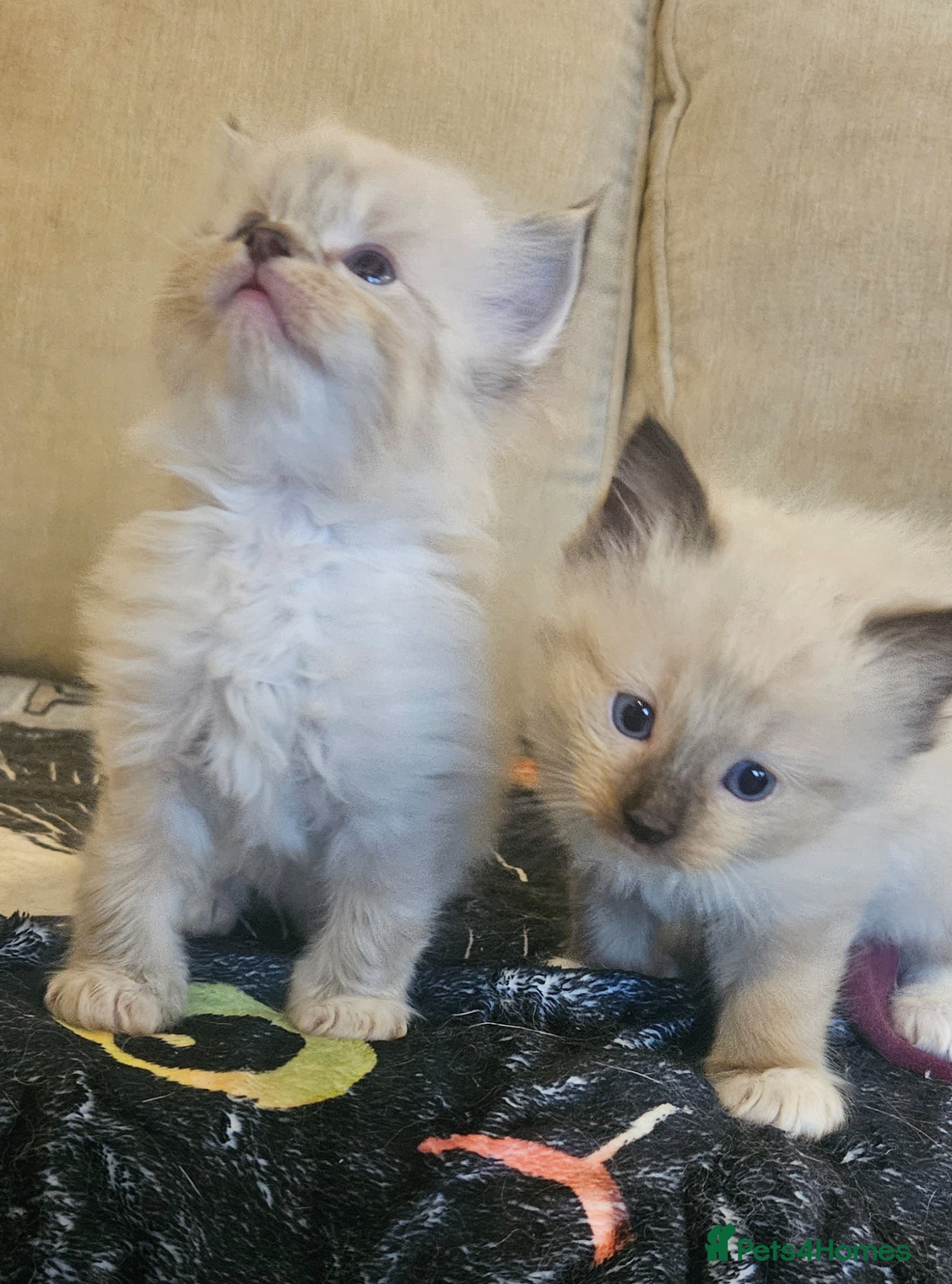 Ragdoll cats Lovely ragdoll kittens looking for a home - Advert 1